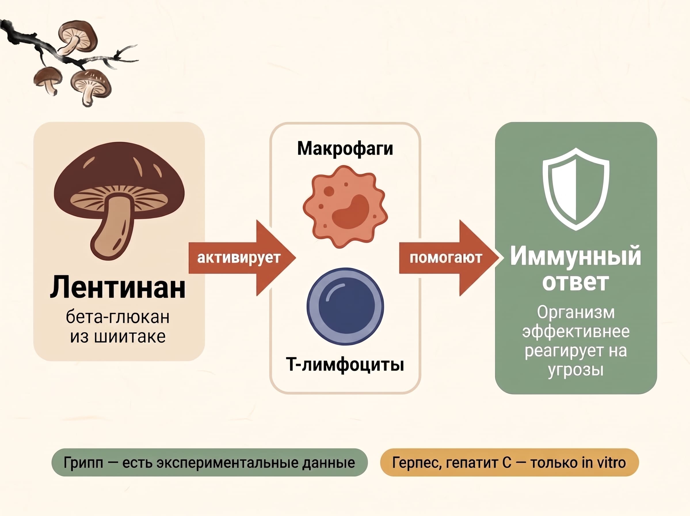 Чем полезны грибы шиитаке