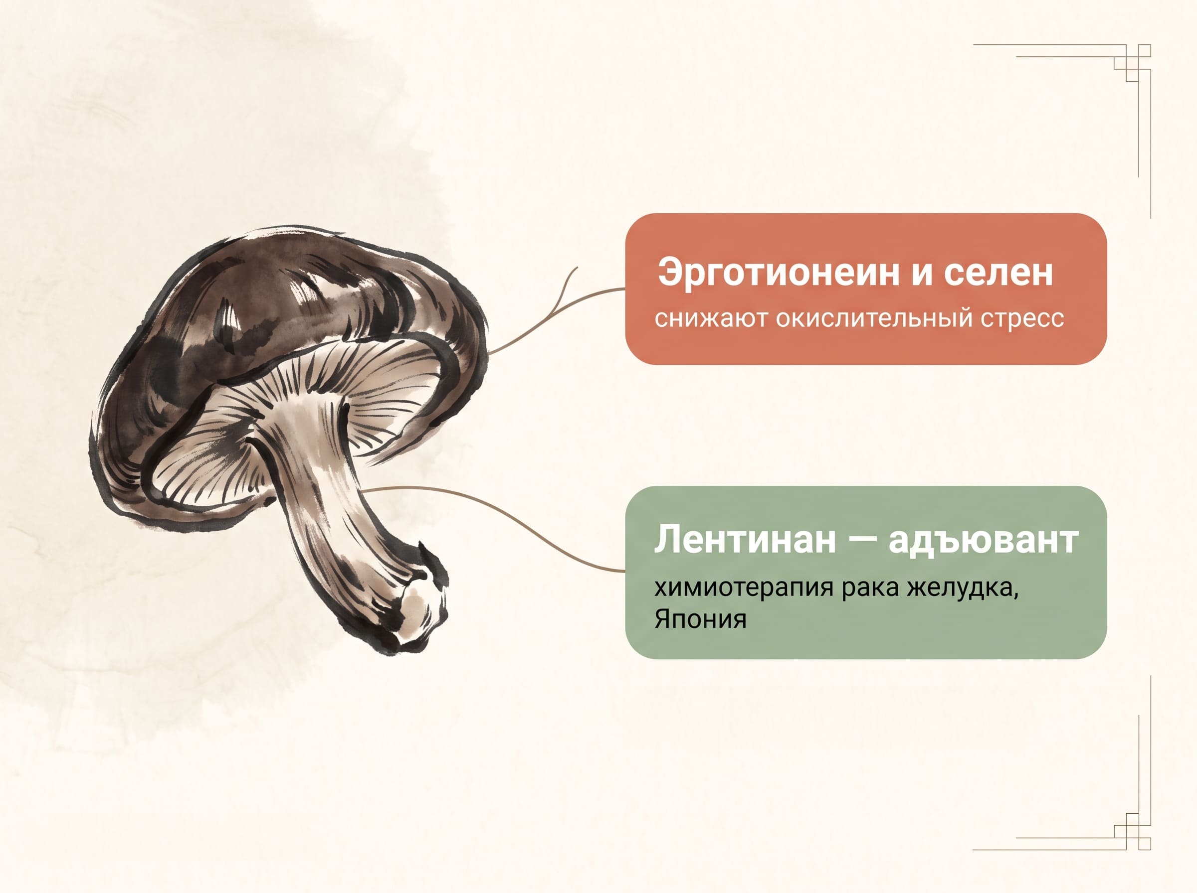 пользая грибов шиитаке